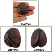 Load image into Gallery viewer, Shaligram - 44

