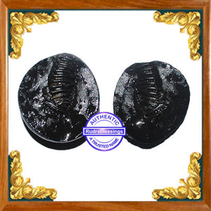 Shaligram - 19