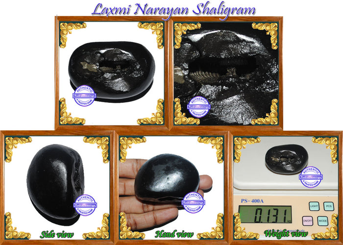 Laxmi Narayan Shaligram - 2