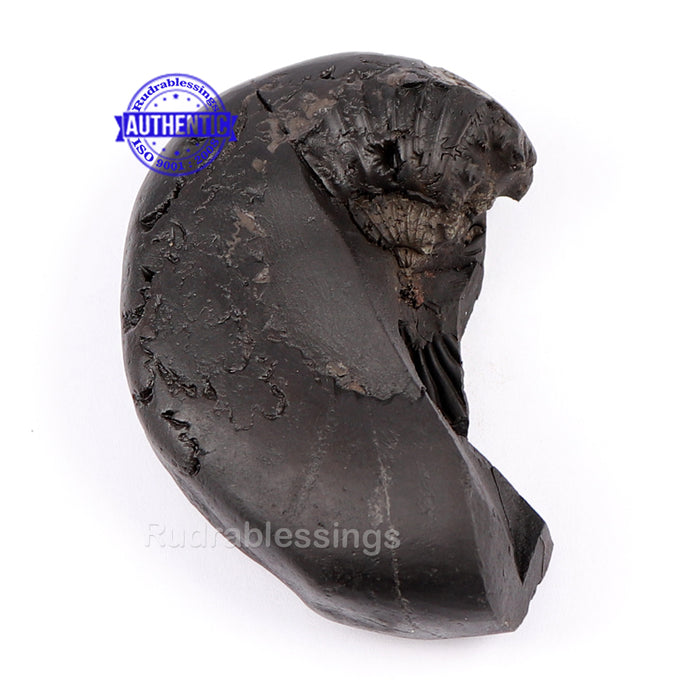 Sesh Narsimha Shaligram - 119