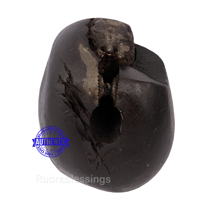 Shaligram - 124