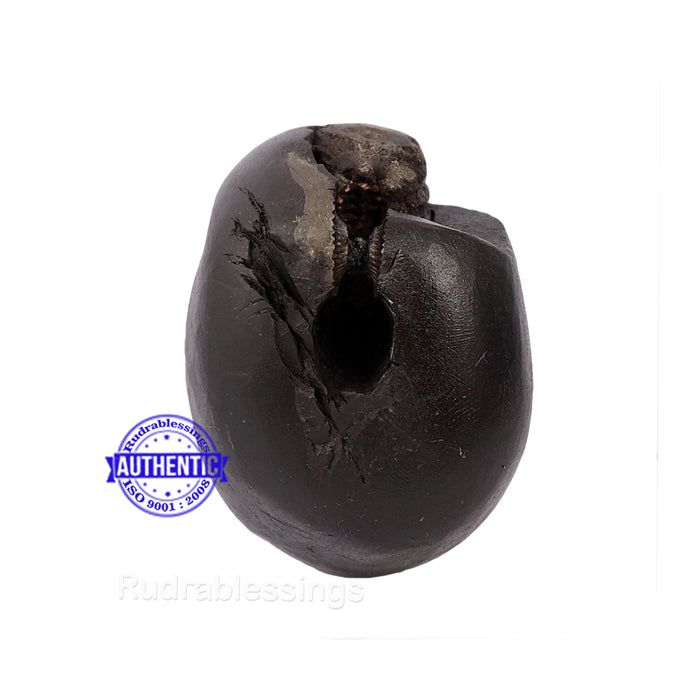Shaligram - 124