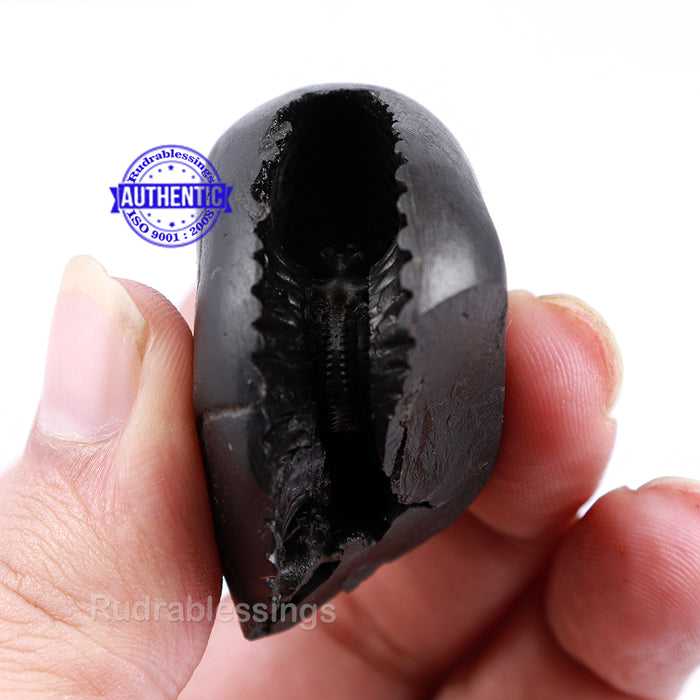 Vaikunth Narsimha Shaligram - 126