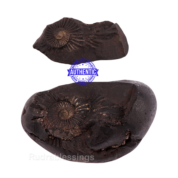 Shaligram - 137