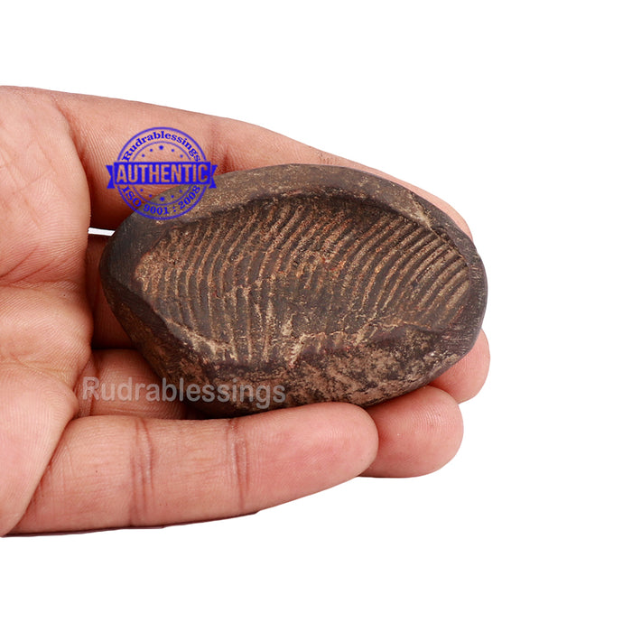 Shaligram - 142