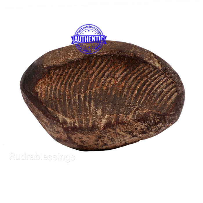 Shaligram - 142