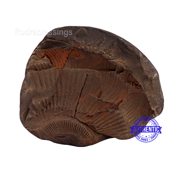 Shaligram - 143