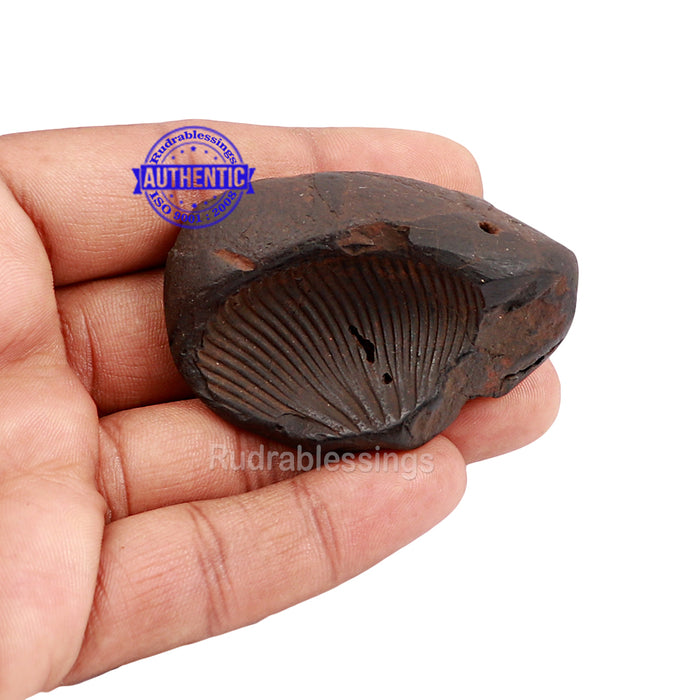 Shaligram - 147