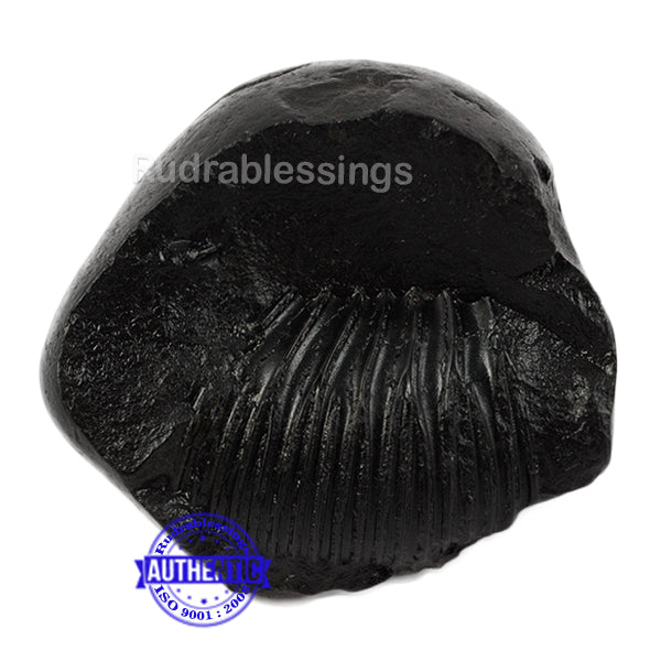 Shaligram - 23