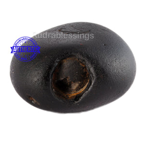 Shaligram - 37