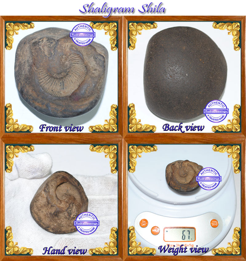 Shaligram Shila - 12 – Rudra and Sons