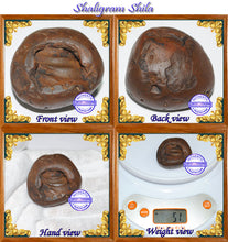 Load image into Gallery viewer, Shaligram Shila - 2
