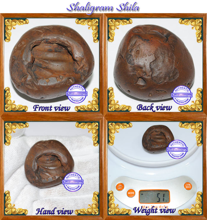 Shaligram Shila - 2