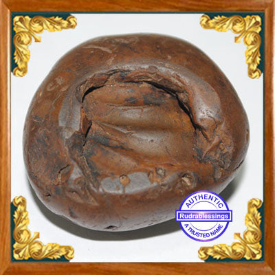 Shaligram Shila - 2