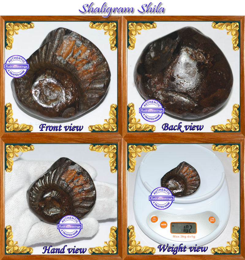 Shelligram Sea Shell Shaligram Shila - 5 – Rudra and Sons