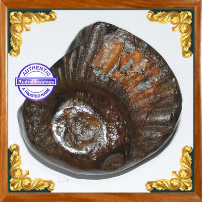 Shaligram Shila - 5