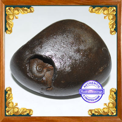 Shaligram Shila - 7