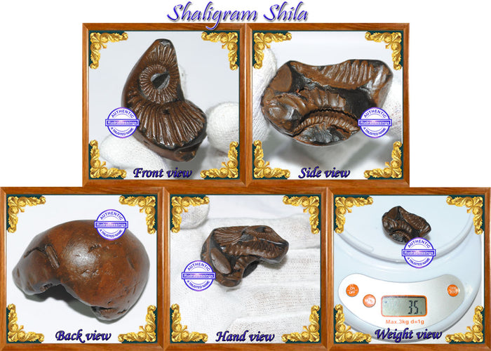 Shaligram Shila - 8