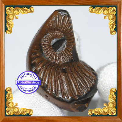 Shaligram Shila - 8