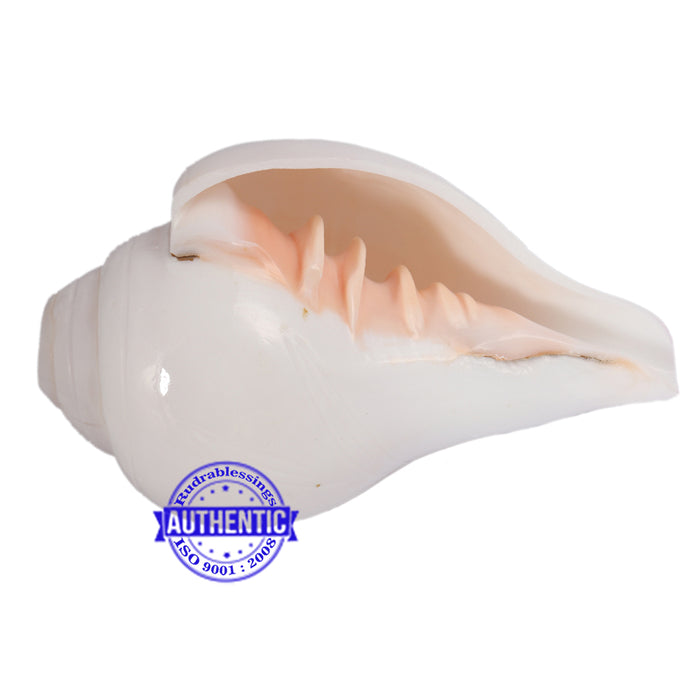 6 Lines / Shastan (Senses) Shankh - 11