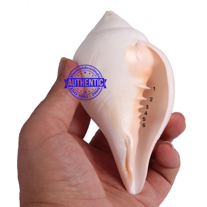 6 Lines / Shastan (Senses) Shankh - 12