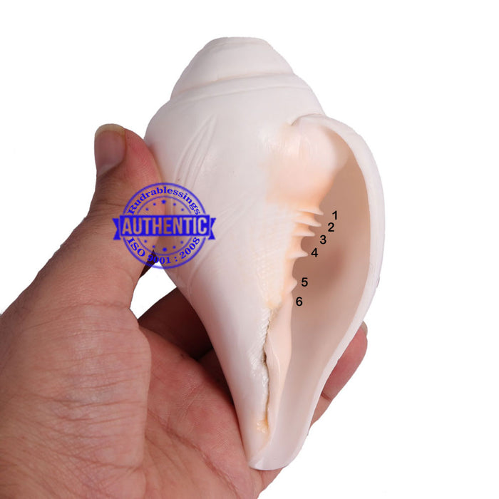 6 Lines / Shastan (Senses) Shankh - 14