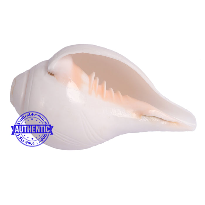 6 Lines / Shastan (Senses) Shankh - 15