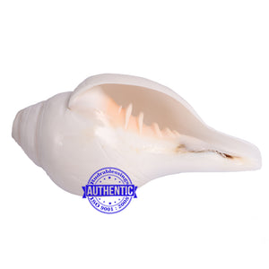 8 Lines / 8 Disha Vastu Shankh - 22