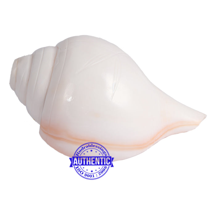 5 Lines / Panchtatva Shankh - 23