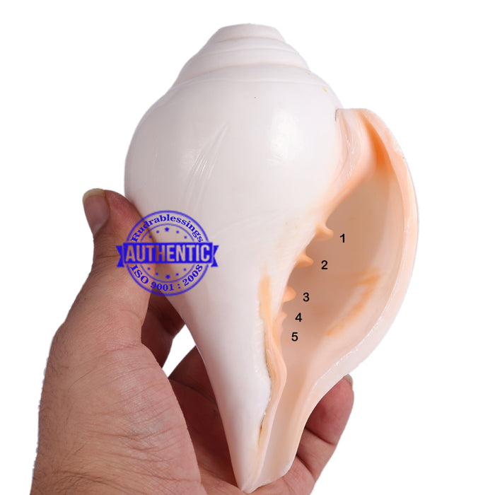 5 Lines / Panchtatva Shankh - 23