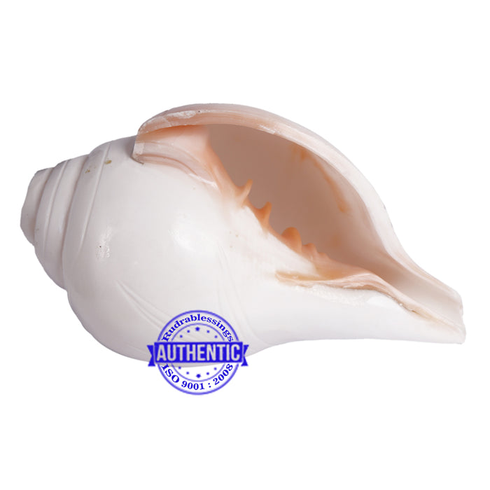 5 Lines / Panchtatva Shankh - 23