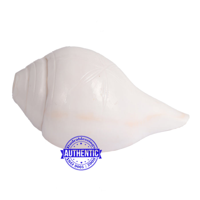 5 Lines / Panchtatva Shankh - 24