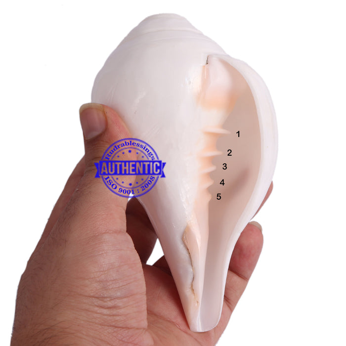 5 Lines / Panchtatva Shankh - 24