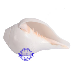 5 Lines / Panchtatva Shankh - 24