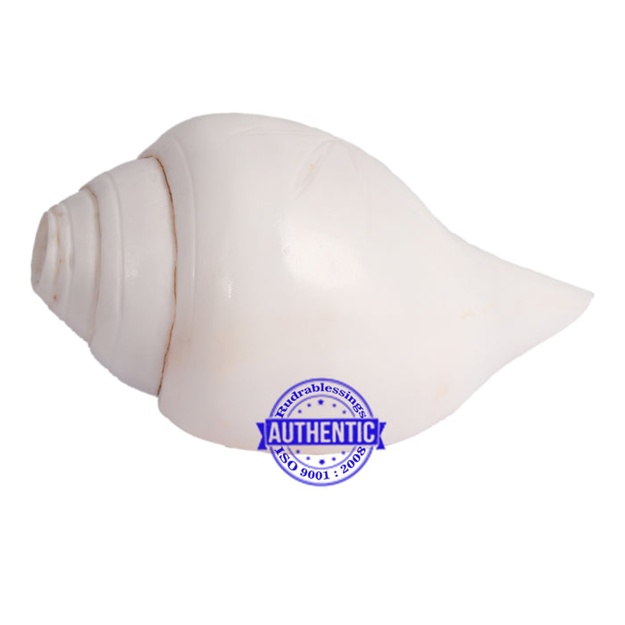 5 Lines / Panchtatva Shankh - 25