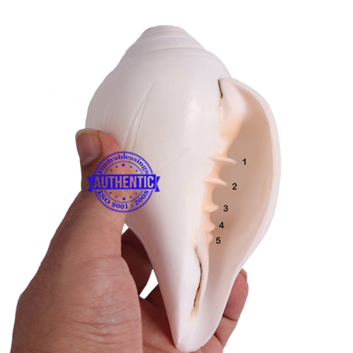 5 Lines / Panchtatva Shankh - 25