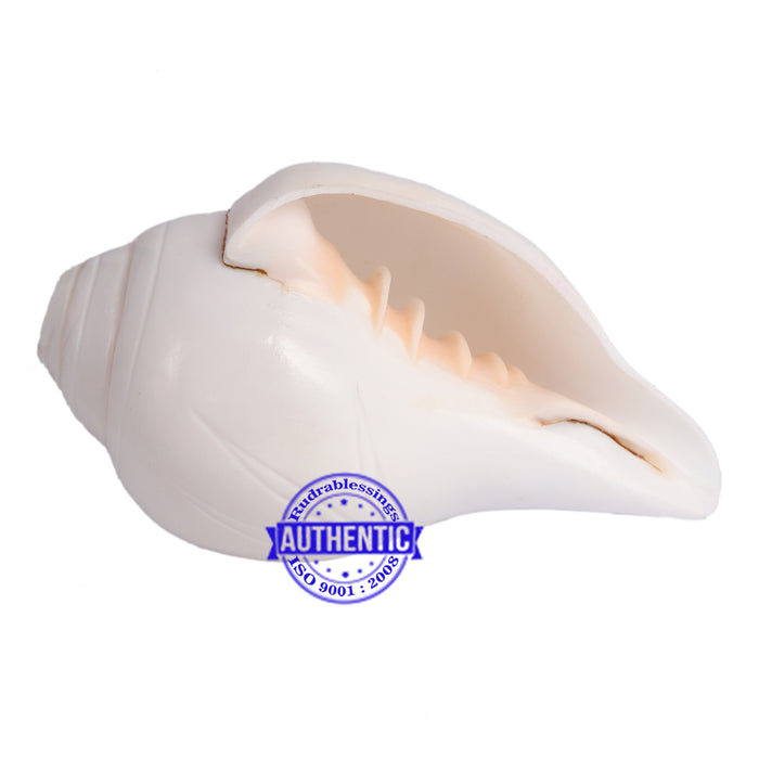 5 Lines / Panchtatva Shankh - 25