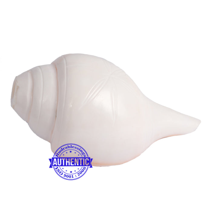 5 Lines / Panchtatva Shankh - 26