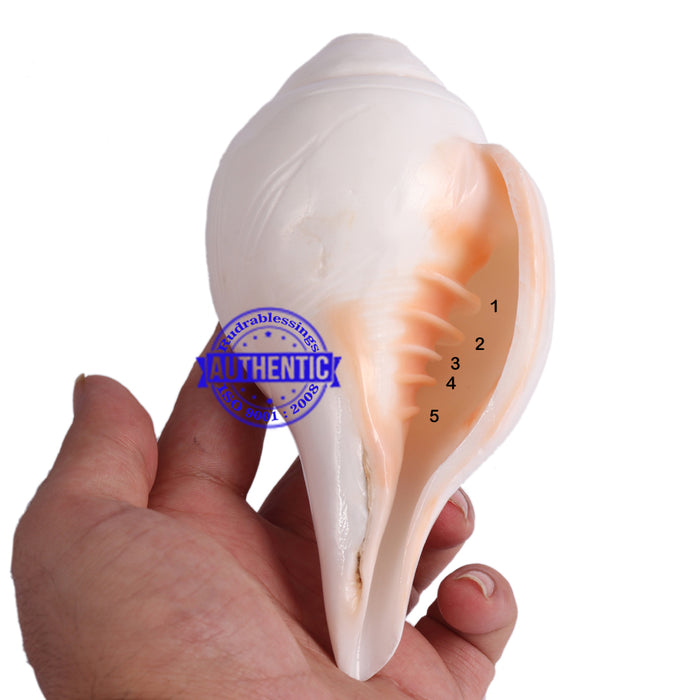 5 Lines / Panchtatva Shankh - 26