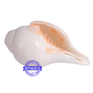 5 Lines / Panchtatva Shankh - 26