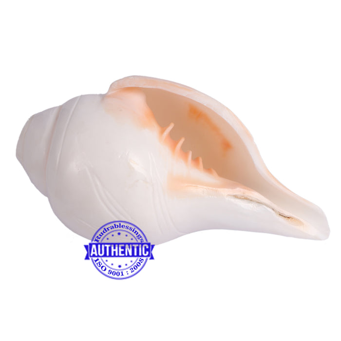 5 Lines / Panchtatva Shankh - 26