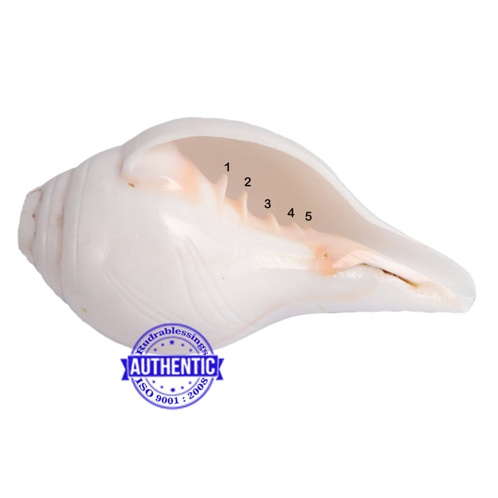 5 Lines / Panchtatva Shankh - 27