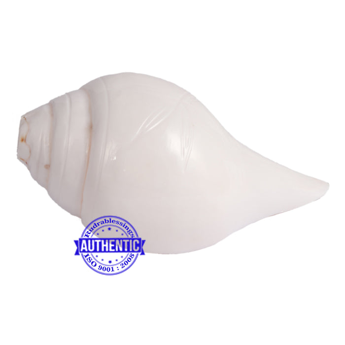 5 Lines / Panchtatva Shankh - 27