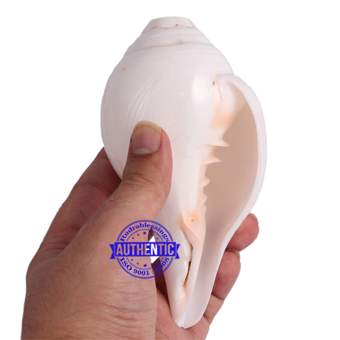 5 Lines / Panchtatva Shankh - 27