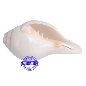 5 Lines / Panchtatva Shankh - 27