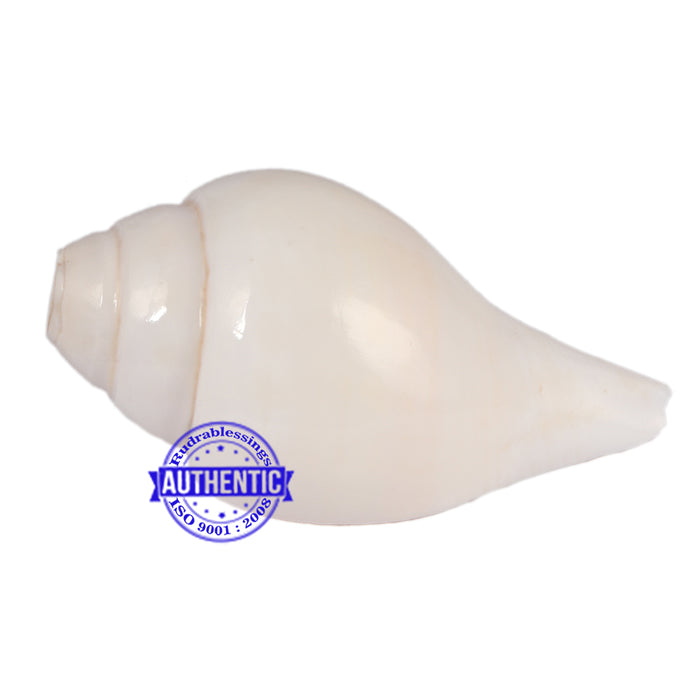 5 Lines / Panchtatva Shankh - 29