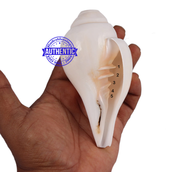 5 Lines / Panchtatva Shankh - 29