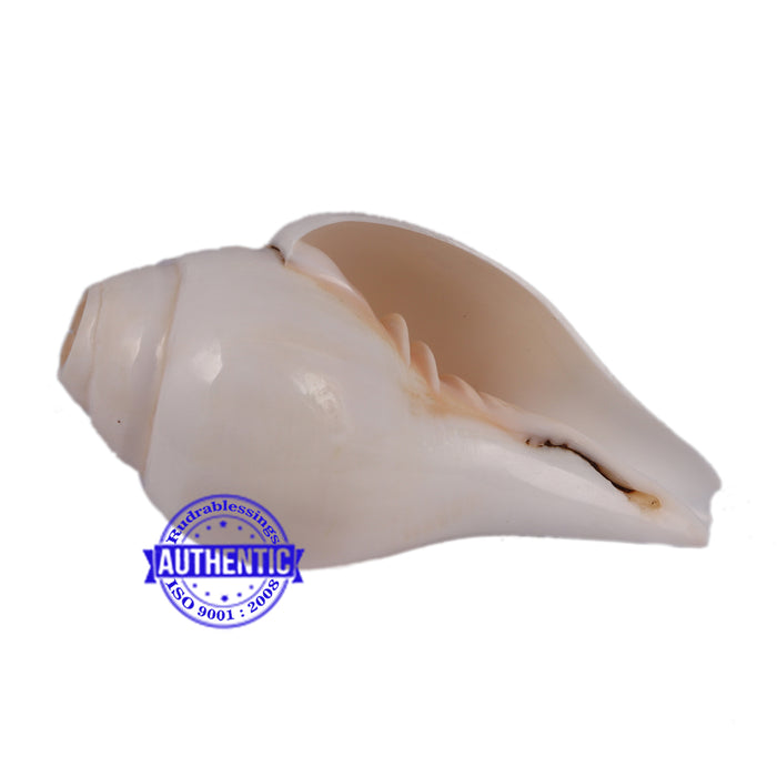 5 Lines / Panchtatva Shankh - 29