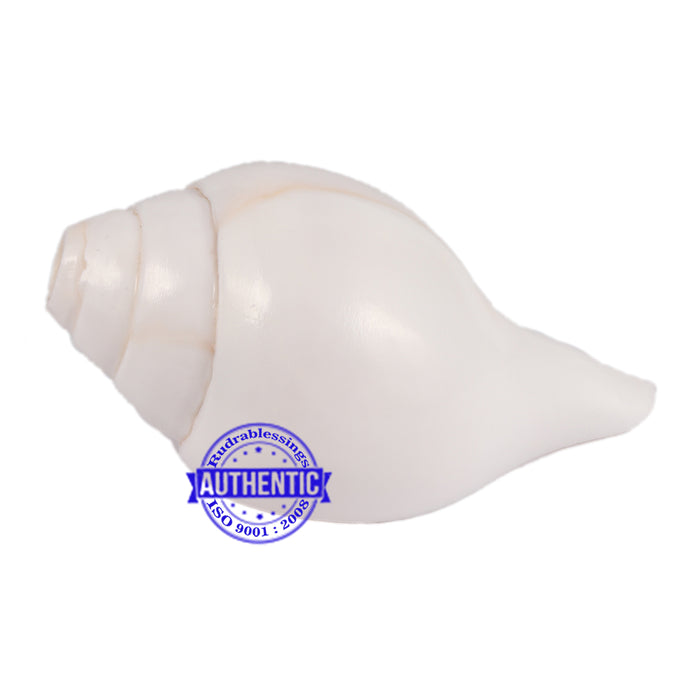 6 Lines / Shastan (Senses) Shankh - 31