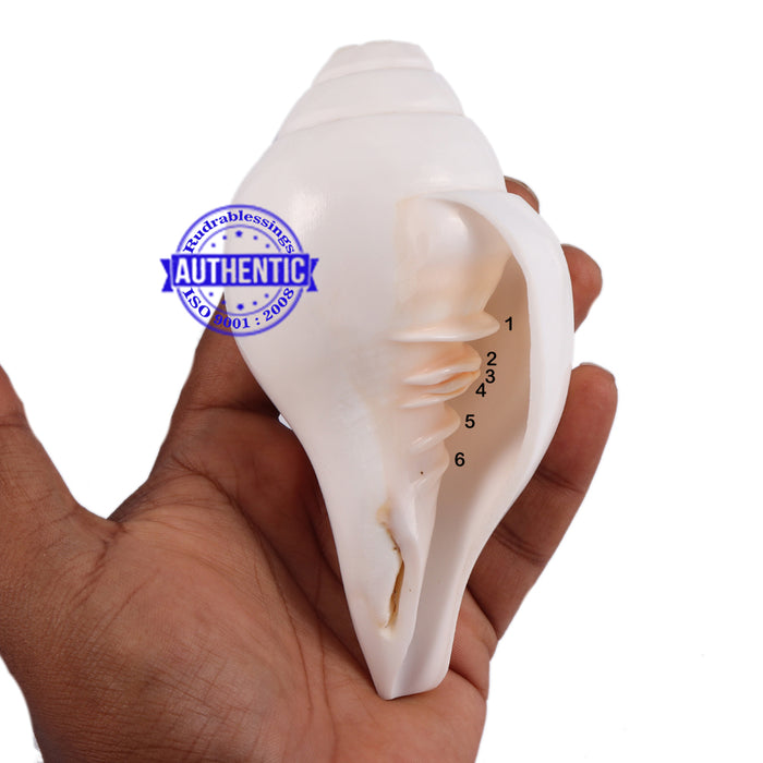 6 Lines / Shastan (Senses) Shankh - 31